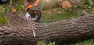 Best Tree and Shrub Care  in Meadowbrook, VA