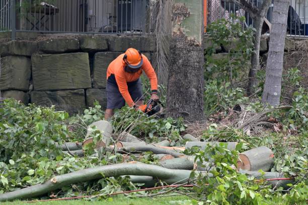 Best Stump Grinding and Removal  in Meadowbrook, VA